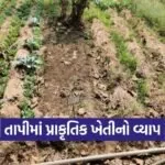 Tapi Natural Farming Desi Cow Based Agriculture 1