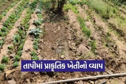 Tapi Natural Farming Desi Cow Based Agriculture 1
