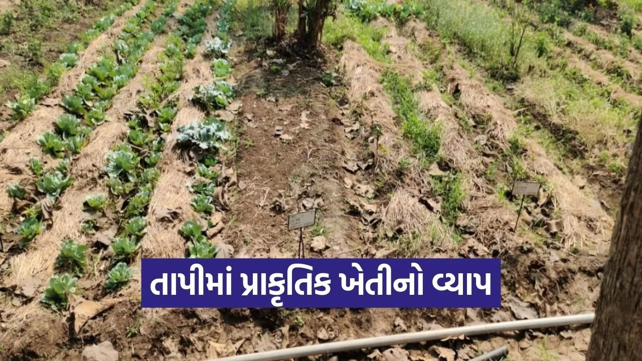 Tapi Natural Farming Desi Cow Based Agriculture 1.jpg