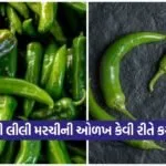 dharmishtha 1 2026 03 11T163659.004