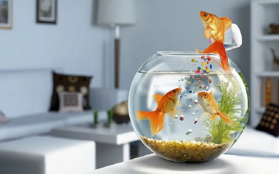 Home aquarium tips