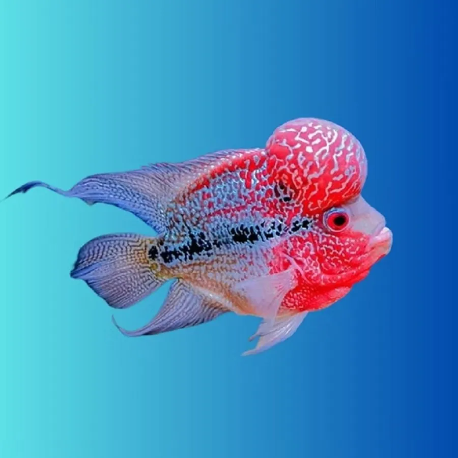 Home aquarium tips