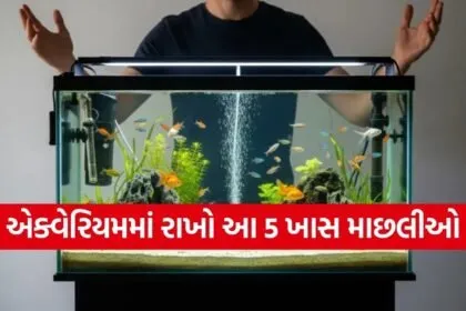 Home aquarium tips