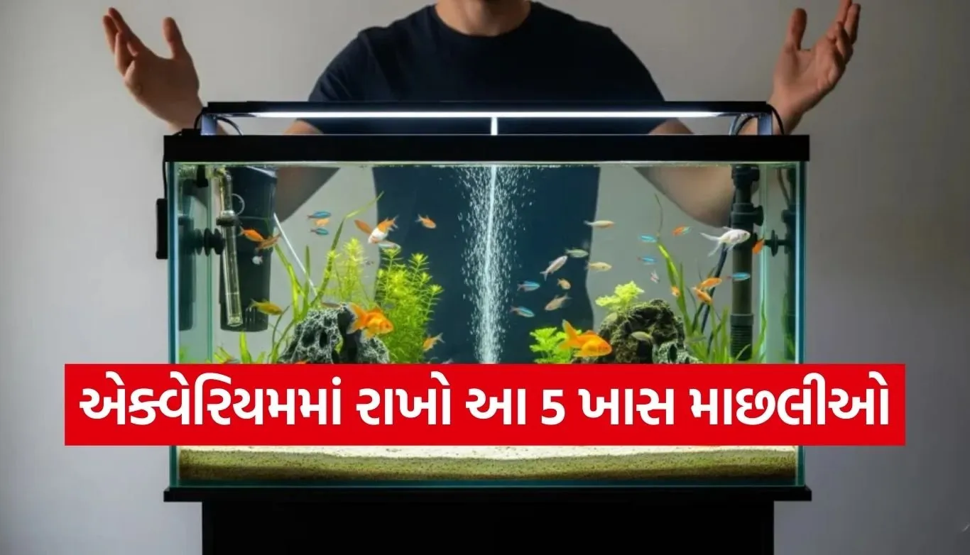 Home aquarium tips
