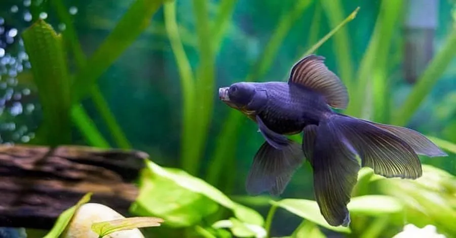 Home aquarium tips