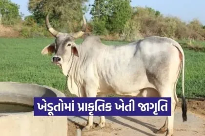 Patan Natural Farming Awareness Gujarat
