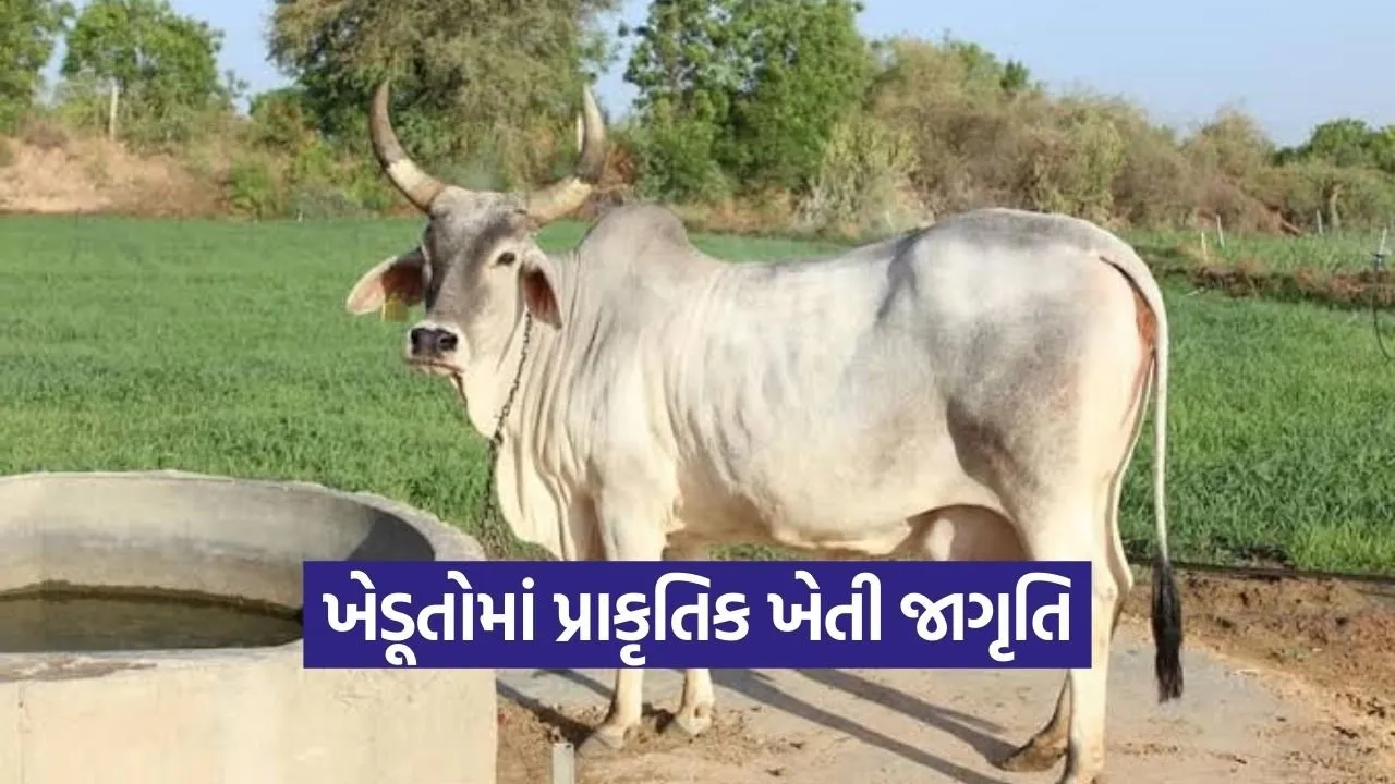 Patan Natural Farming Awareness Gujarat.jpg