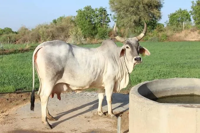 પ્રાકૃતિક ખેતીને પ્રોત્સાહન આપવા તાલીમ અને માર્ગદર્શન કાર્યક્રમો, પાટણના ખેડૂતોમાં નવી આશા 2 Patan Natural Farming Awareness Gujarat.png