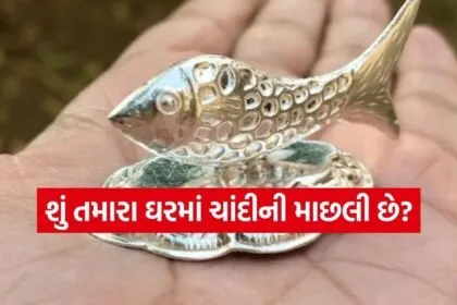 Silver fish at home