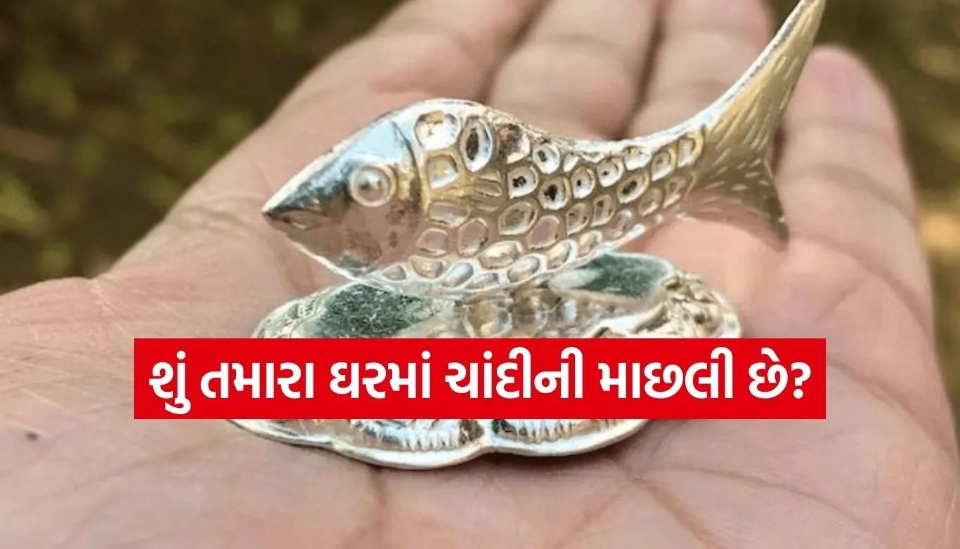 Silver fish at home