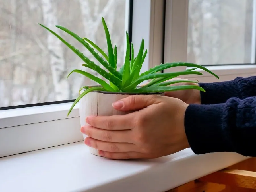 Aloe Vera Flower