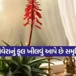 Aloe vera flower