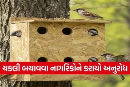 World Sparrow Day Vadodara Bird Conservation Awareness