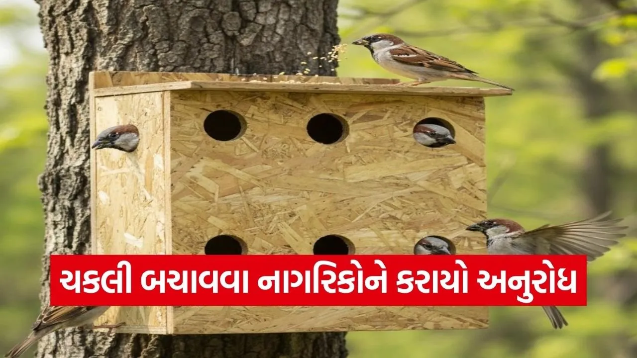 World Sparrow Day Vadodara Bird Conservation Awareness.jpg