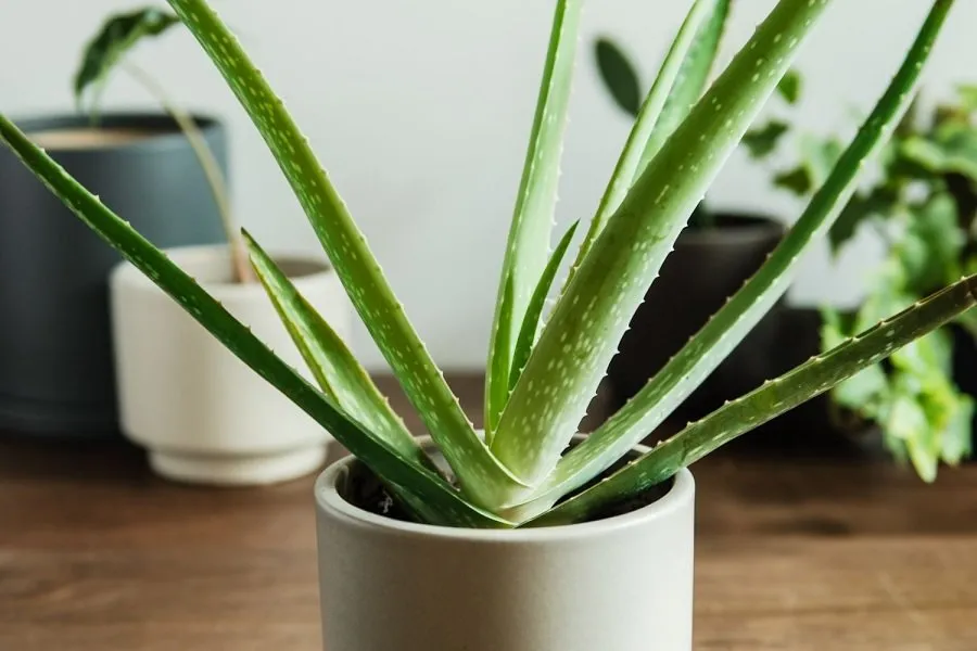 Vastu plants for home