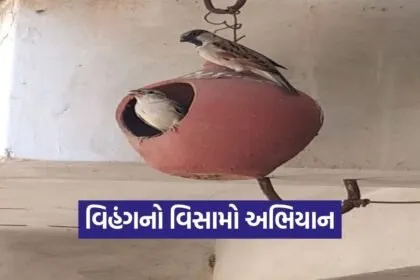 Vihang no Visamo Sparrow Conservation Gujarat 2026 1