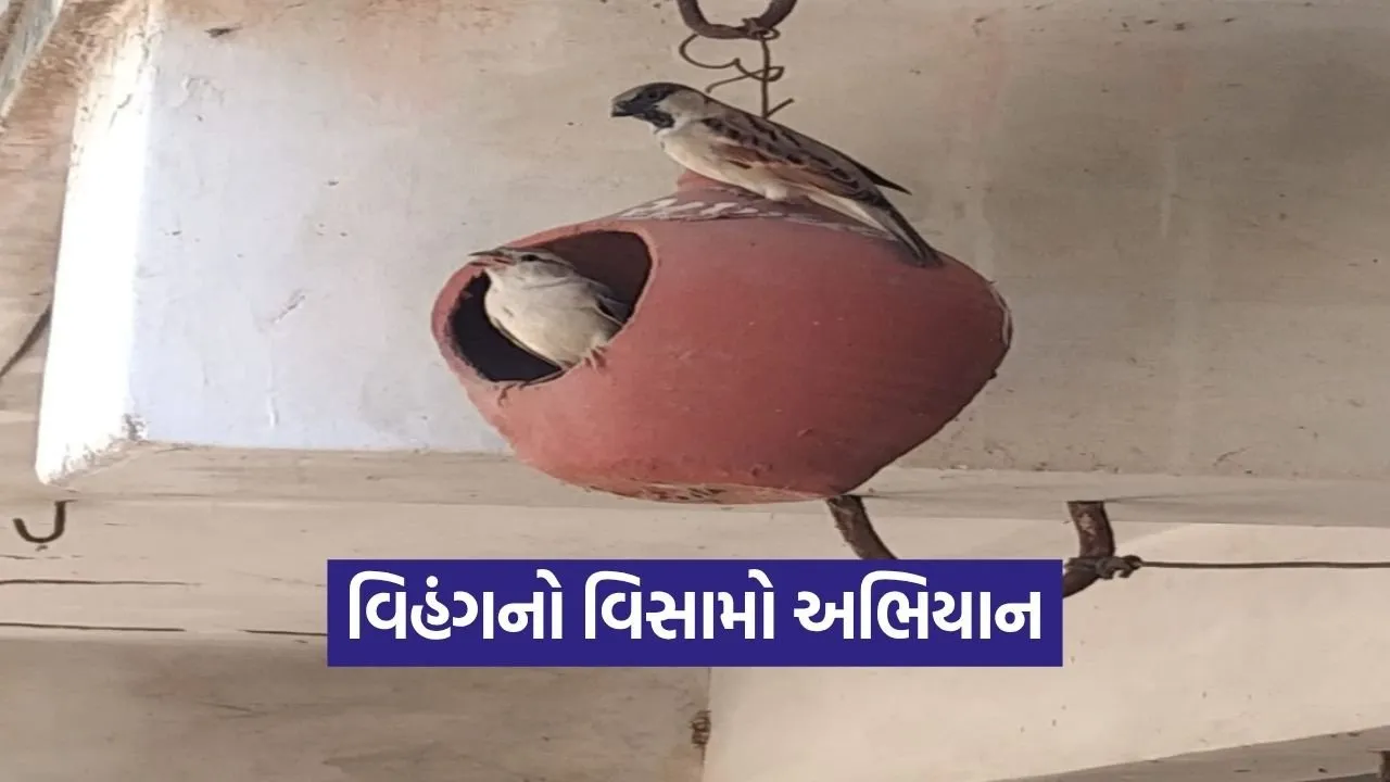 Vihang no Visamo Sparrow Conservation Gujarat 2026 1.jpg