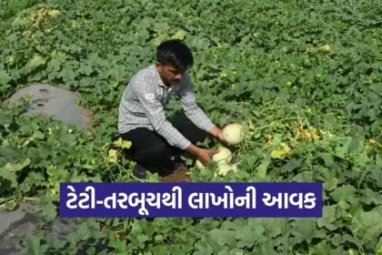 Surendranagar Progressive Farmer Watermelon Farming Success 2026