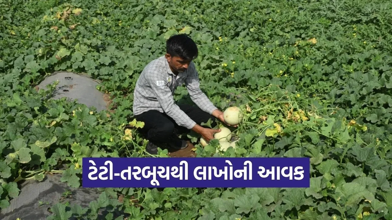 Surendranagar Progressive Farmer Watermelon Farming Success 2026.jpg