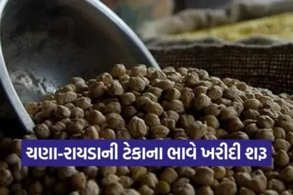 gujarat chana rayda msp procurement farmers 1