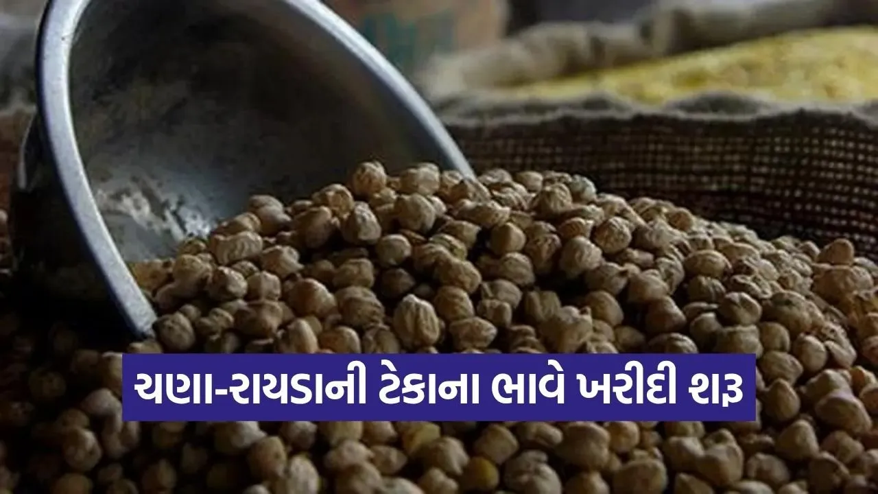 gujarat chana rayda msp procurement farmers 1.jpg