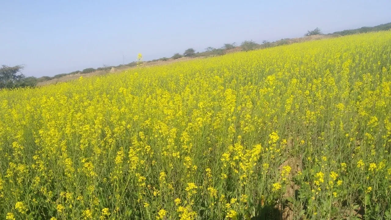ગુજરાતમાં ૨૩ માર્ચથી ચણા અને રાયડાની ટેકાના ભાવે ખરીદી શરૂ, ખેડૂતોને મળશે પોષણક્ષમ ભાવ 3 gujarat chana rayda msp procurement farmers 2.png