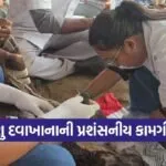 Valsad Mobile Veterinary Ambulance Hernia Surgery Calf Saved