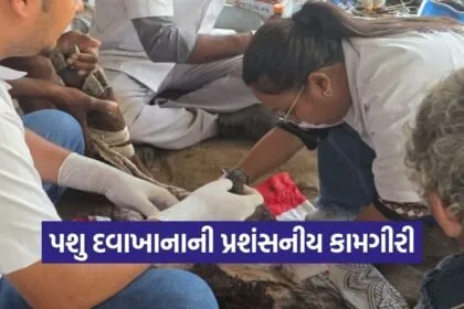 Valsad Mobile Veterinary Ambulance Hernia Surgery Calf Saved