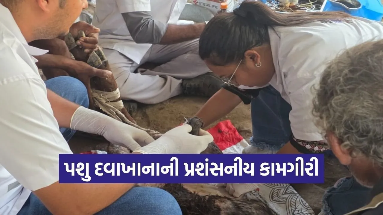 Valsad Mobile Veterinary Ambulance Hernia Surgery Calf Saved.jpg