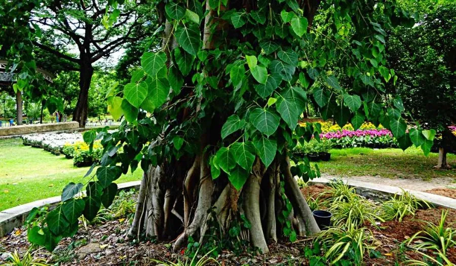 Peepal Tree Vastu Tips
