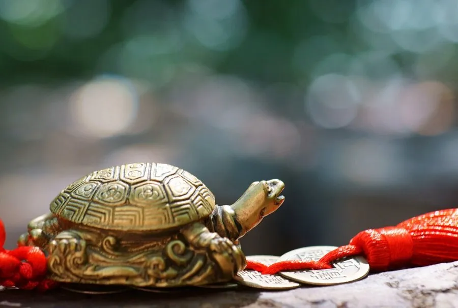 Vastu tips for tortoise