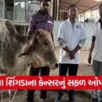 Valsad Animal Helpline 1962 Cow Cancer Surgery