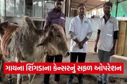 Valsad Animal Helpline 1962 Cow Cancer Surgery