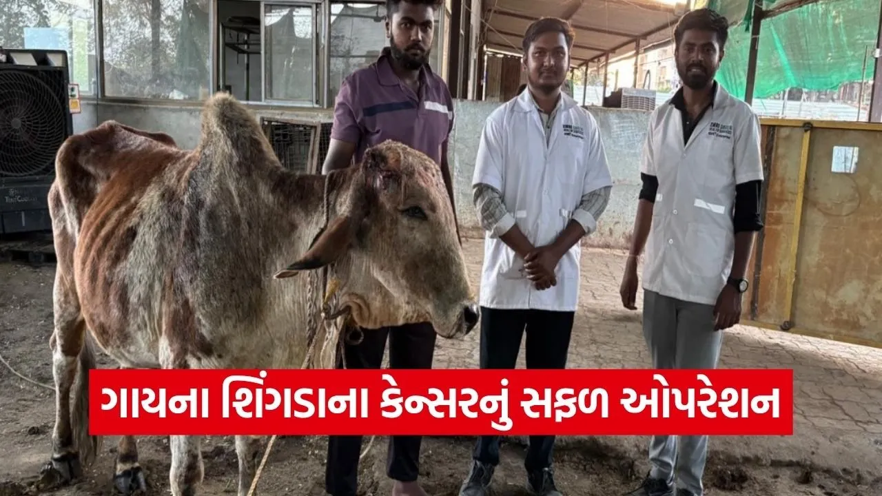 Valsad Animal Helpline 1962 Cow Cancer Surgery.jpg