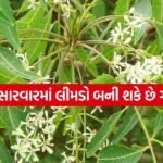 Neem 3003