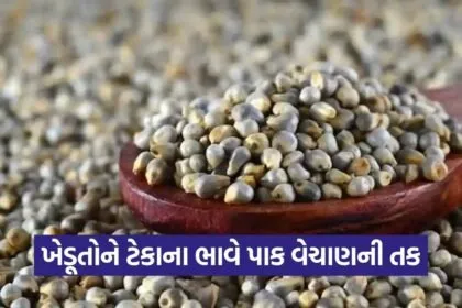 MSP Crop Procurement Bajra Jowar Maize Gujarat 1