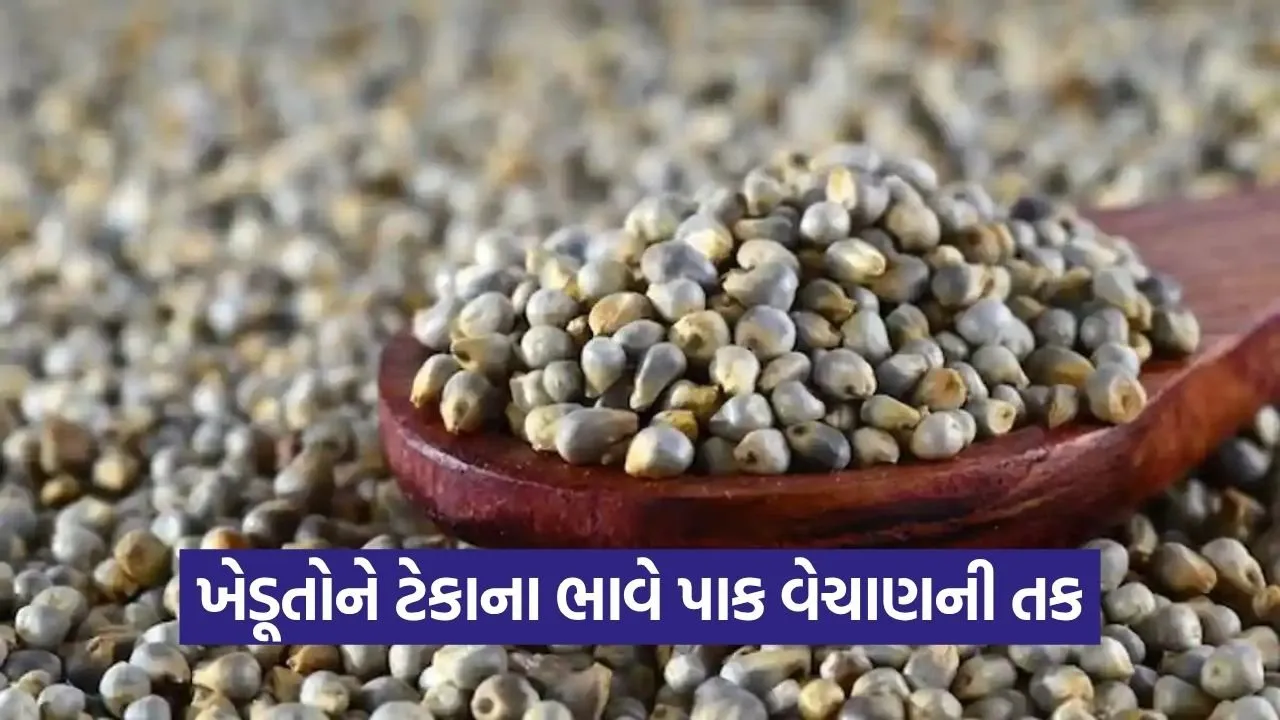 MSP Crop Procurement Bajra Jowar Maize Gujarat 1.jpg