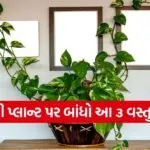 Money Plant