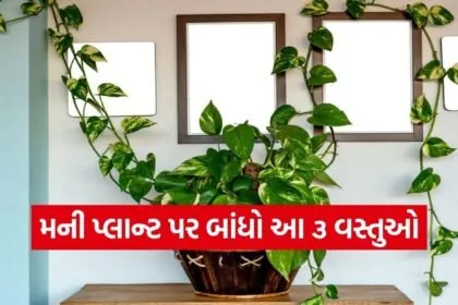 Money Plant