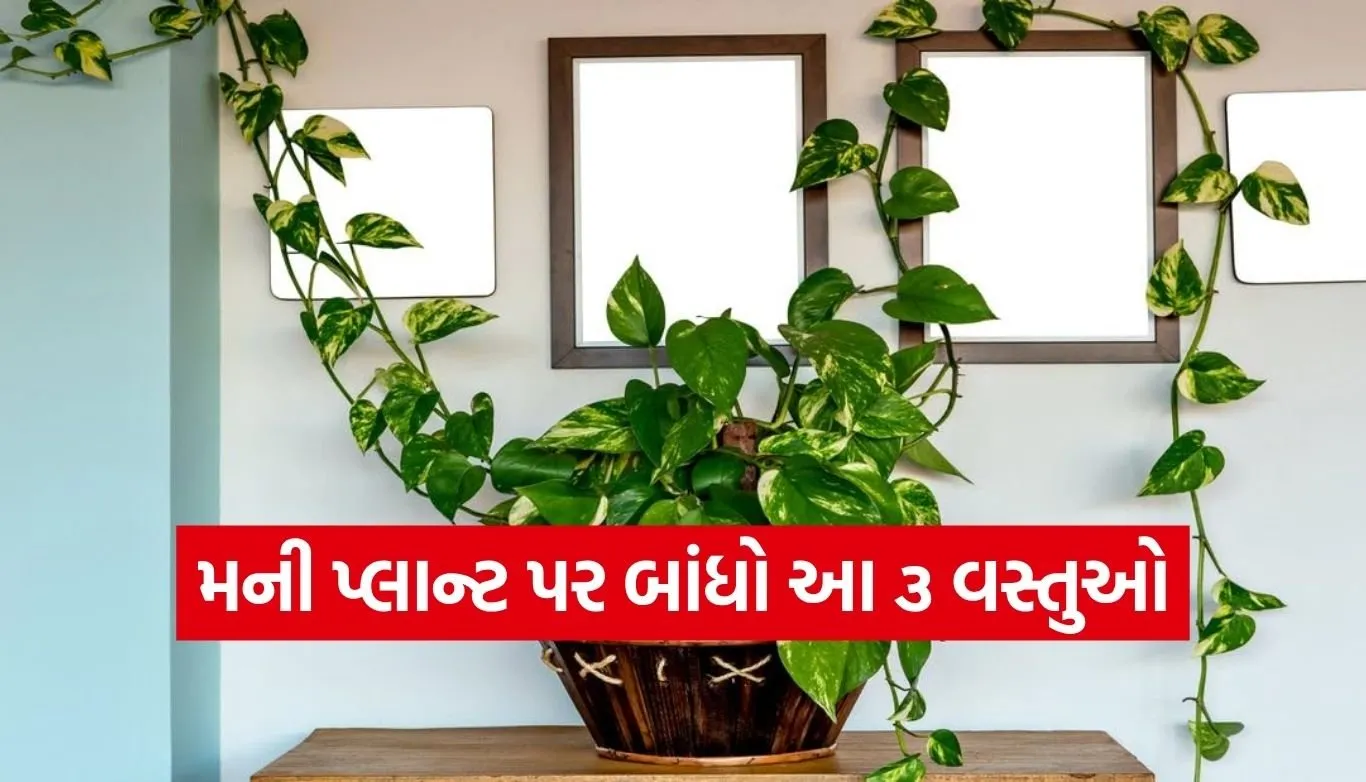 Money Plant