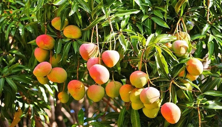 Mango City 