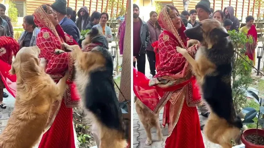 Video: દુલ્હનની વિદાયમાં ઘરના સભ્યો જ નહીં, પાલતુ શ્વાન પણ ચોધાર આંસુએ રડ્યા! જુઓ ભાવુક વીડિયો 2 dog.jpg