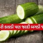 cucumber 0804