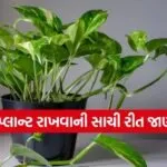 Money Plant