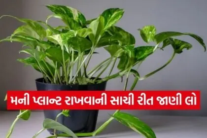 Money Plant