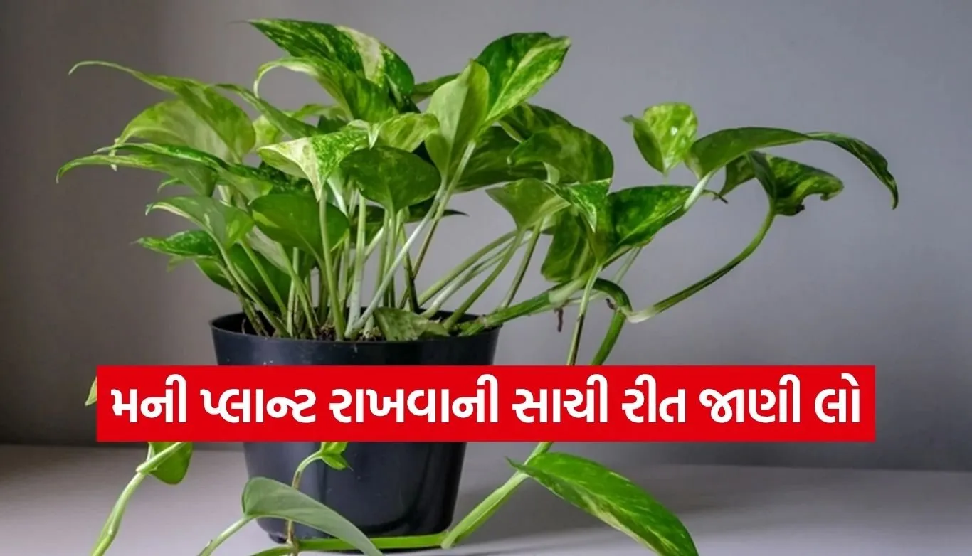 Money Plant