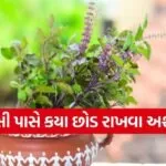 Tulsi vastu tips