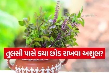 Tulsi vastu tips