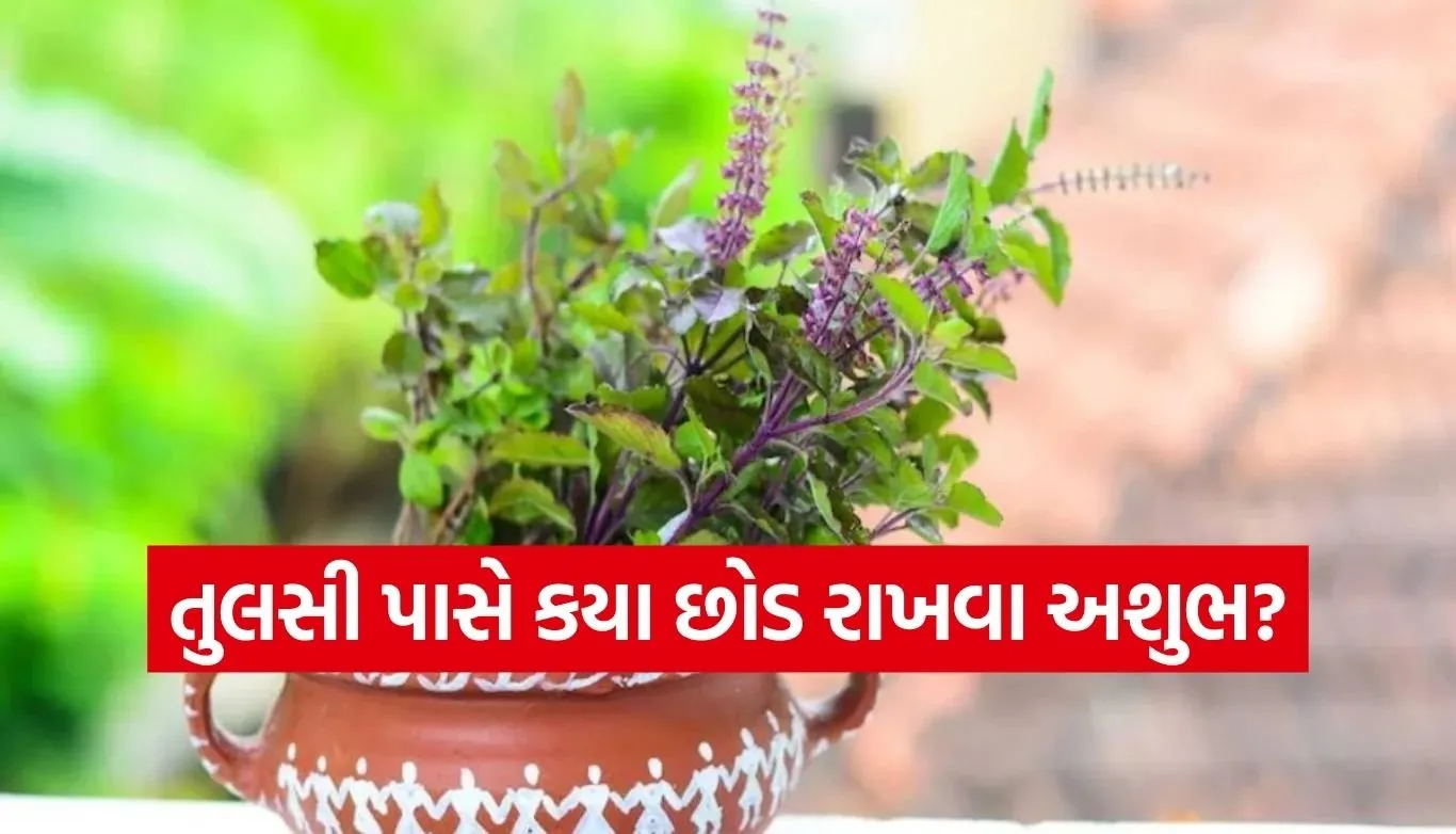 Tulsi vastu tips