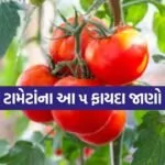 Tomato 1804
